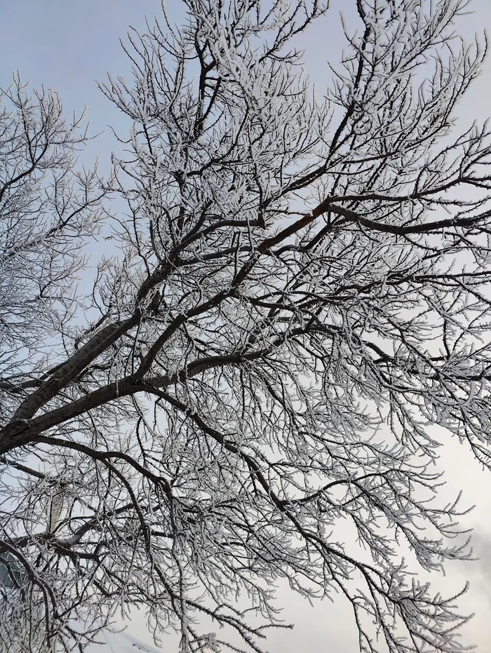 It's frosty - My, Siberia, Novosibirsk, Frost, freezing, Tree, The photo