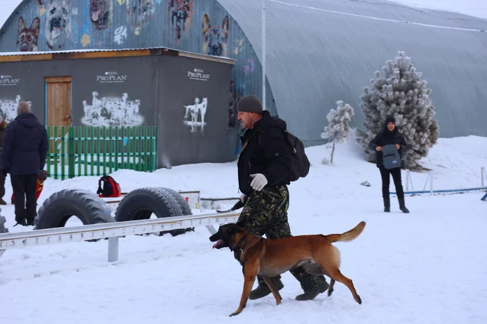 Dog training in Omsk - OCSSSS 11/30/2024 - Dog, Puppies, Omsk, Training, Г“Г±Г±Г±, Friend, Care, Kindness, Dog breeding, Friends, Longpost