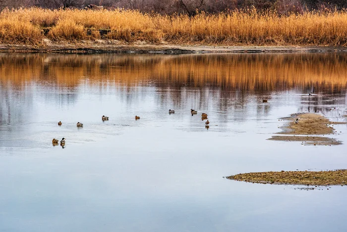 General meeting - My, The photo, Nature, Landscape, River, Seversky Donets, Birds, Duck, Гусь