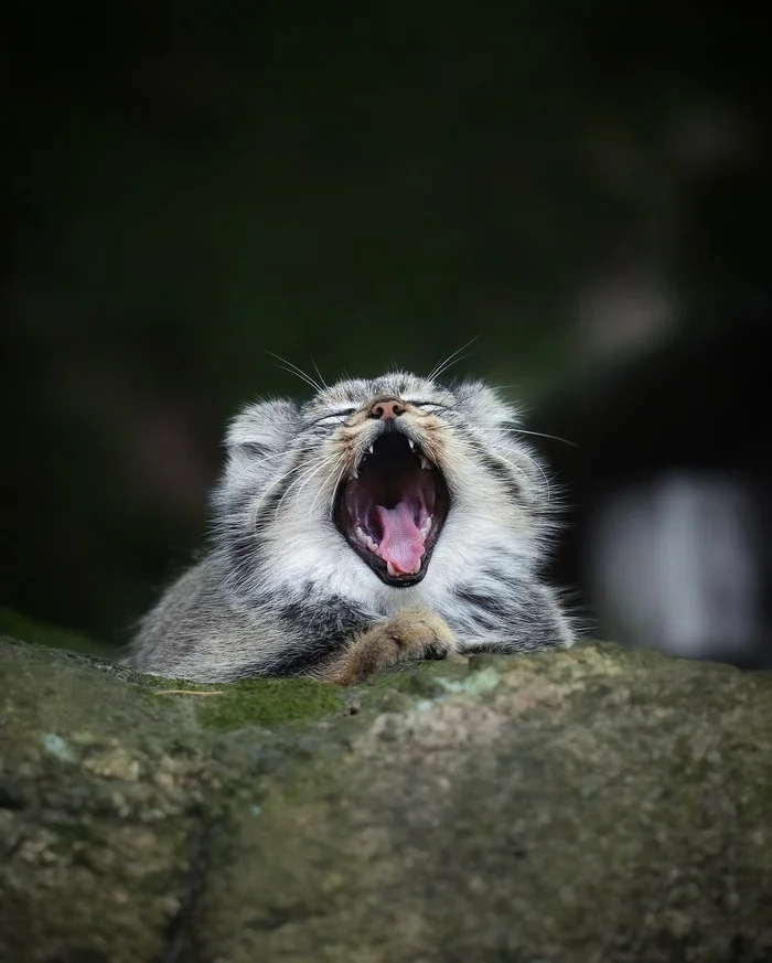 Gooooood (no) Monday morning - Pallas' cat, Cat family, Wild animals, Zoo, Small cats, Predatory animals, Yawn