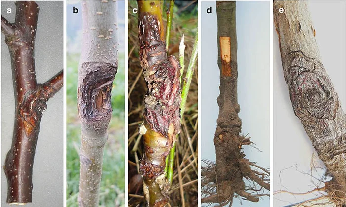 Common or European apple cancer - Plants, Gardening, Garden, Tree, Dacha, Apple tree, Plant diseases, Longpost