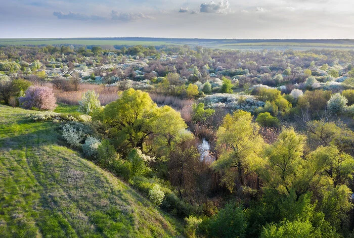 Blooming Valley - My, Rostov region, Landscape, Bloom, April, Beautiful view, The photo