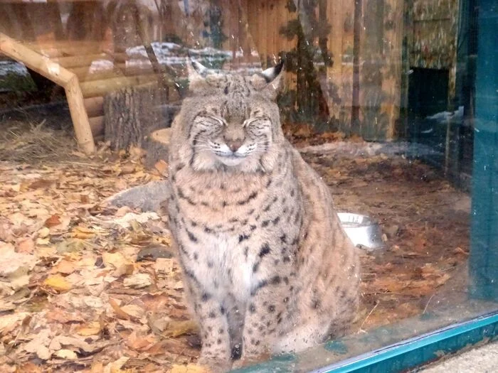 Chubby lynx Stepan - My, Lynx, Zoo, Big cats, Wild animals, The photo, Fat cats, Longpost, Small cats, Cat family