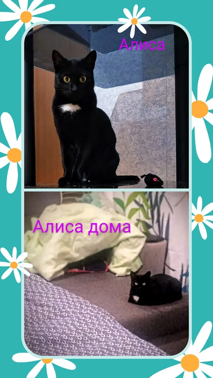 The power of Peekaboo. Tisha, Ksyusha and Alisa - My, Kindness, In good hands, Helping animals, The senses, Love, cat, Black cat, Cat lovers, Care, Pet the cat, Good league, Longpost