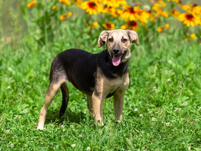 Moscow and Moscow region: Cutie Gloria, affectionate playful house dog in good hands - In good hands, Homeless animals, Overexposure, Dog, Is free, No rating, Longpost