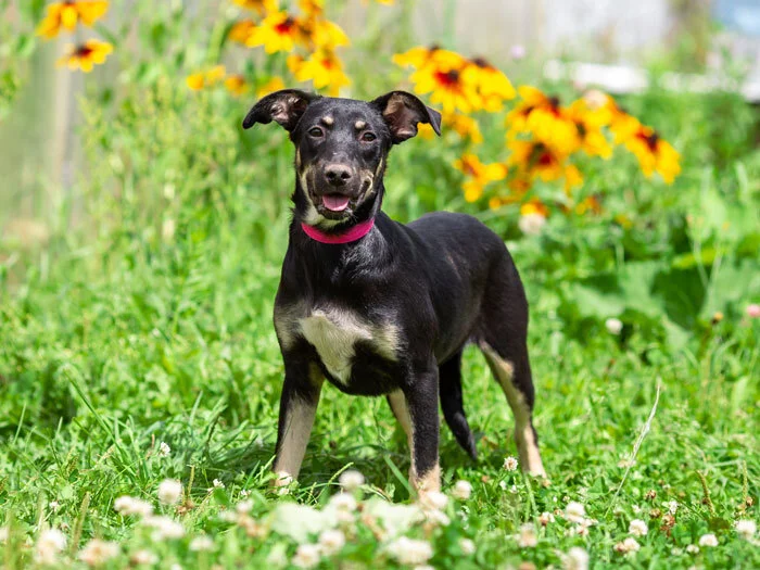 Moscow and Moscow region: Sweet, gentle small dog Sandy in good hands - In good hands, Homeless animals, Overexposure, Dog, Is free, No rating, Longpost