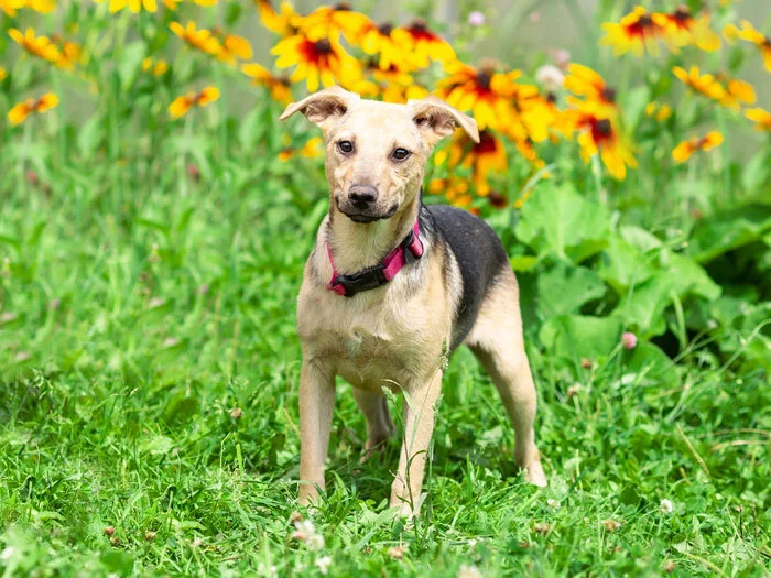 Moscow and Moscow region: Beautiful and smart domestic dog Lucky in good hands - In good hands, Homeless animals, Overexposure, Puppies, Dog, No rating, Is free, Longpost