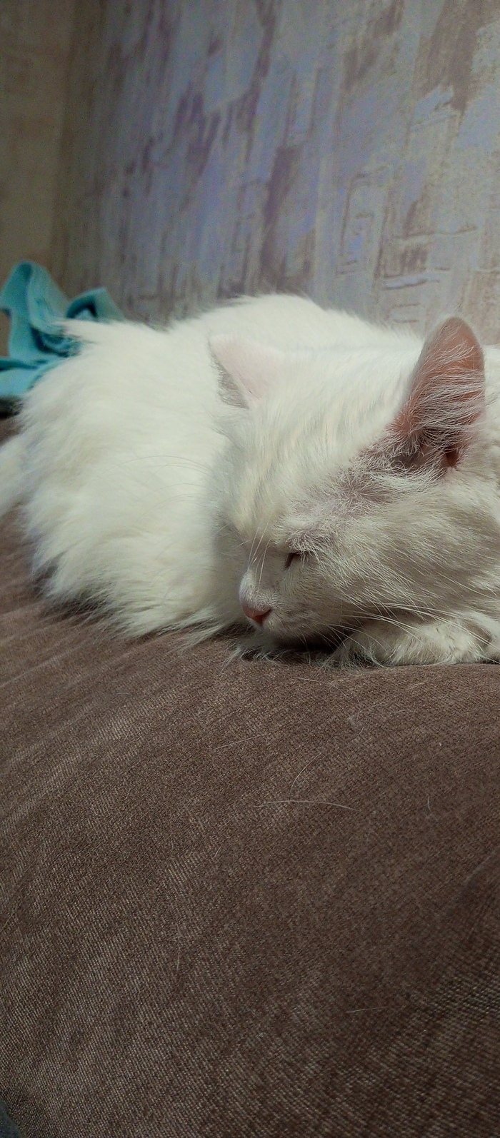 ����������, �����