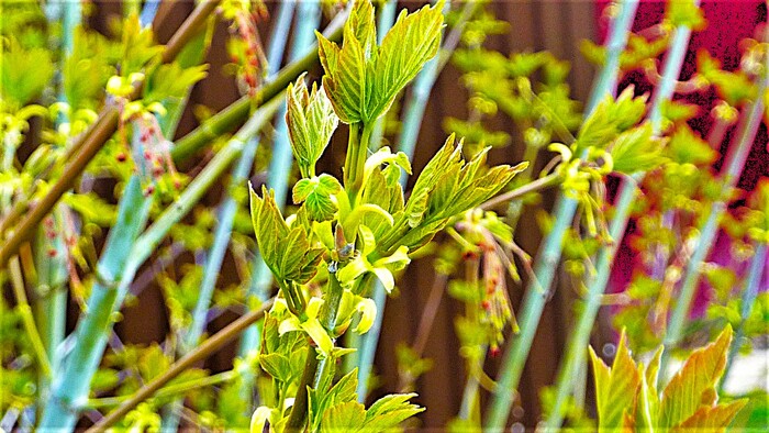 Распускается...