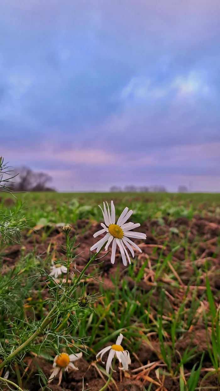 December 2nd - My, Nature, December, Winter, Chamomile, Kaliningrad region, Longpost, Dandelion