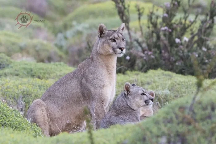 Something caught my attention - Puma, Small cats, Cat family, Predatory animals, Wild animals, wildlife, Patagonia, South America, The photo