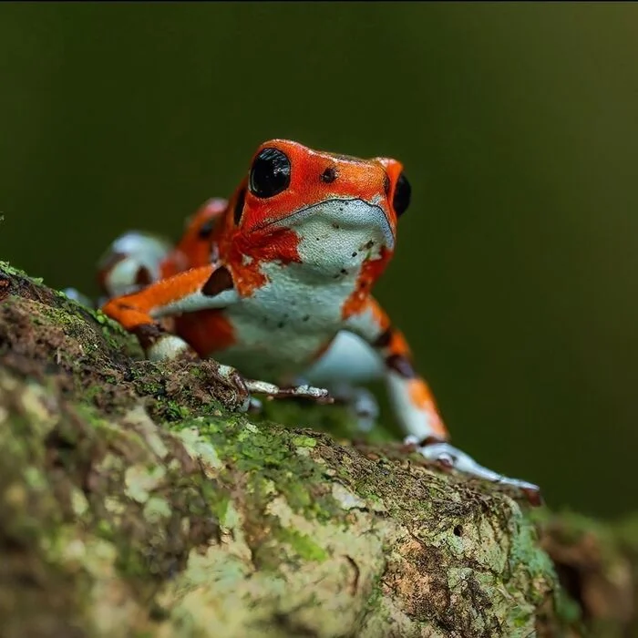 Little Poison Dart Frog - Frogs, Amphibians, Poisonous animals, Wild animals, wildlife, Central America, The photo, Tree climbers