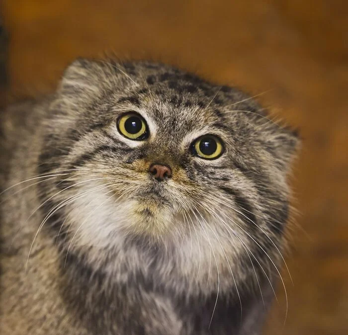 Inquisitive face - Predatory animals, Cat family, Wild animals, Zoo, Pallas' cat, Small cats, The photo