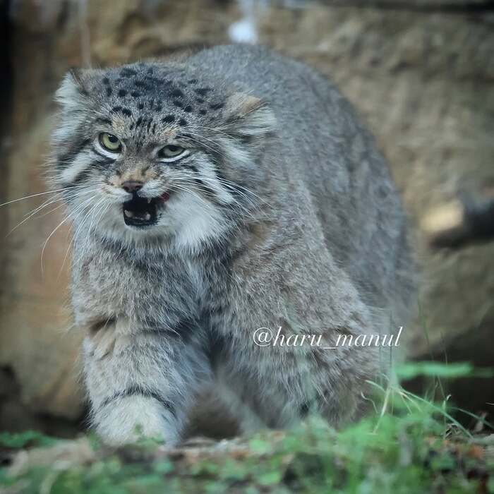 How to Have a Good Dinner Alone - Predatory animals, Cat family, Wild animals, Zoo, Pallas' cat, Small cats, The photo