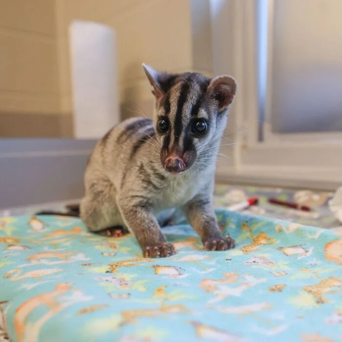 Baby striped civet - Young, Civet, Wyvernaceae, Predatory animals, Wild animals, Zoo, The photo, Longpost