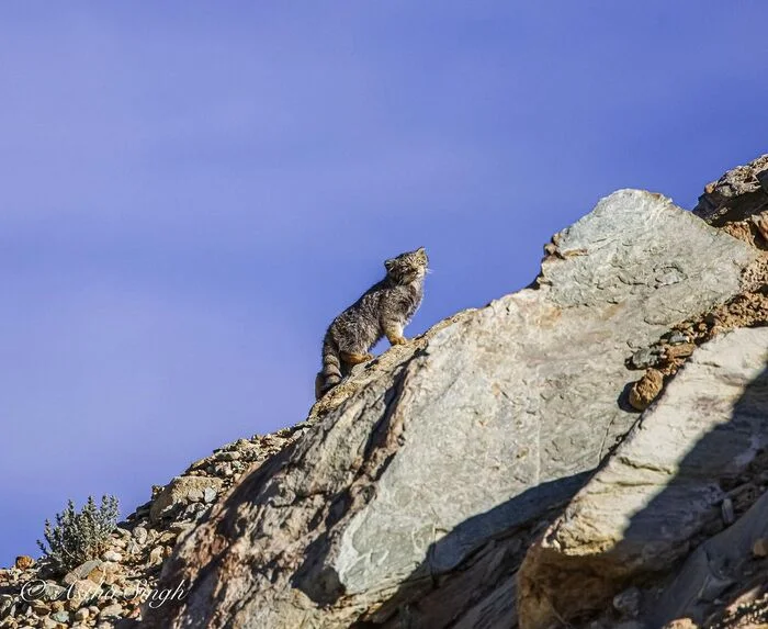 Stop before the summit - Pallas' cat, Small cats, Cat family, Predatory animals, Wild animals, wildlife, Ladakh, India, The photo