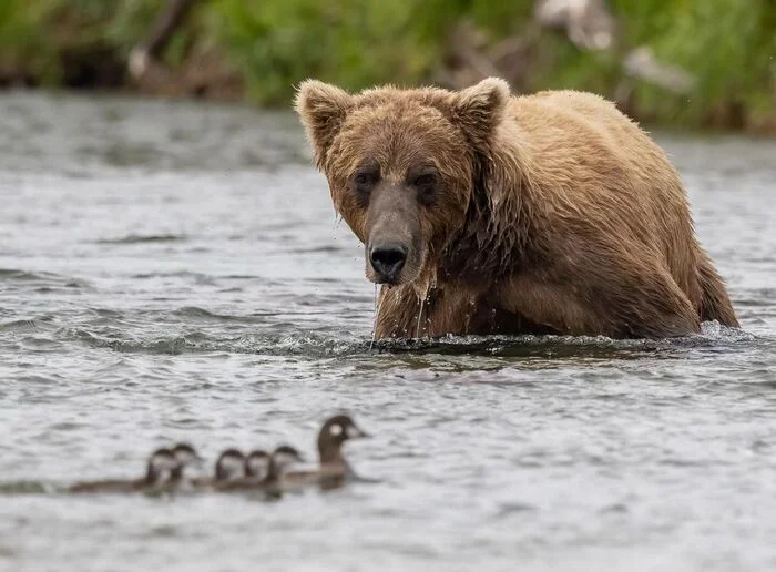 A brown bear watches a family of harlequin ducks swim by - The Bears, Brown bears, Predatory animals, Kamenushki, Duck, Birds, Chick, Wild animals, wildlife, North America, River, The photo