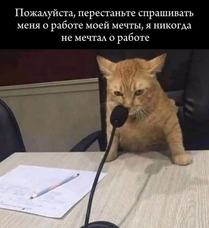 About dream job... - Humor, Picture with text, cat, Work, Работа мечты, Hardened