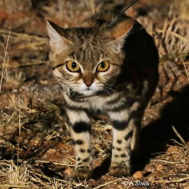 Не дождалась - Черноногая кошка, Малые кошки, Семейство кошачьих, Хищные животные, Дикие животные, Дикая природа, Заповедники и заказники, Южная африка, Фотография, Ночная съемка