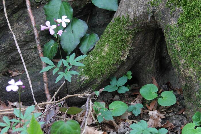 There is something hiding in the hollow - My, The photo, Nature, Plants, Tree