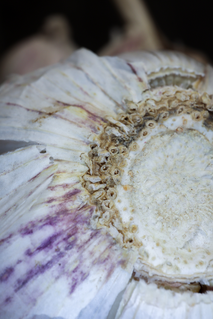 Обрубленные корешки как признак китайского происхождения