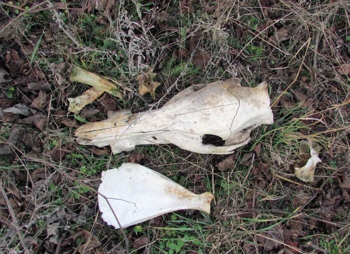 About the Bronze Boar - My, Needlework with process, Scull, Boar, Longpost