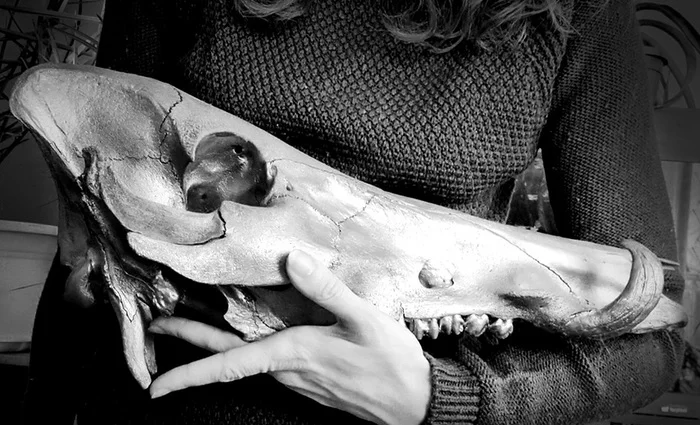 About the Bronze Boar - My, Needlework with process, Scull, Boar, Longpost