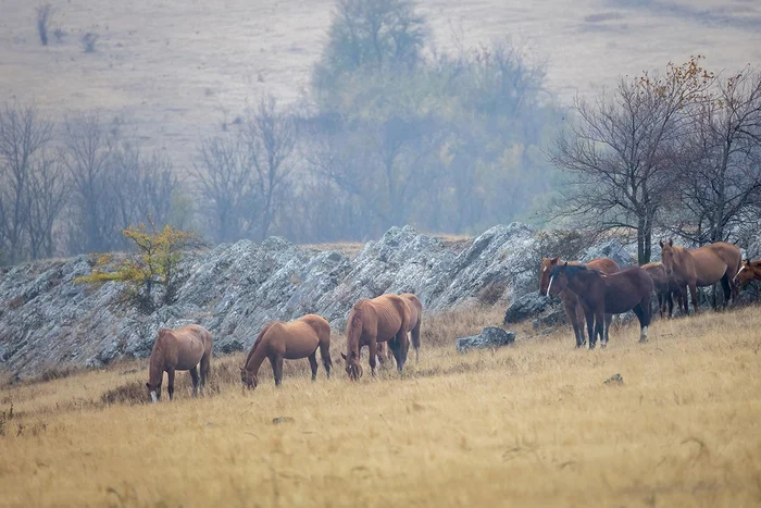 On dry rations - My, Horses, Steppe, Rostov region, Landscape, Photo hunting, The photo