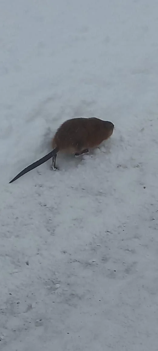 Muskrat in the snow - Muskrat, Amur region, Snow, Rodents, Wild animals, Video, Vertical video, Telegram (link), Longpost