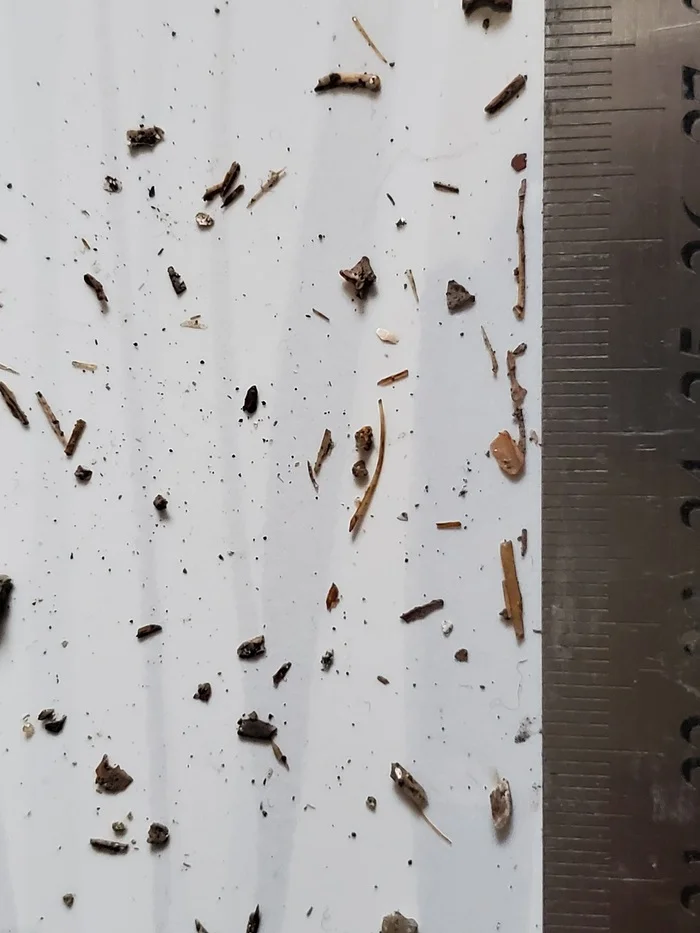 Fossilized bones of a microscopic animal - My, Primorsky Krai, Дальний Восток, Paleontology, Find, Unknown, Vladivostok, Longpost, A wave of posts
