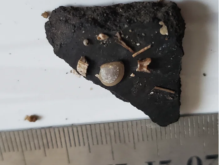 Fossilized bones of a microscopic animal - My, Primorsky Krai, Дальний Восток, Paleontology, Find, Unknown, Vladivostok, Longpost, A wave of posts