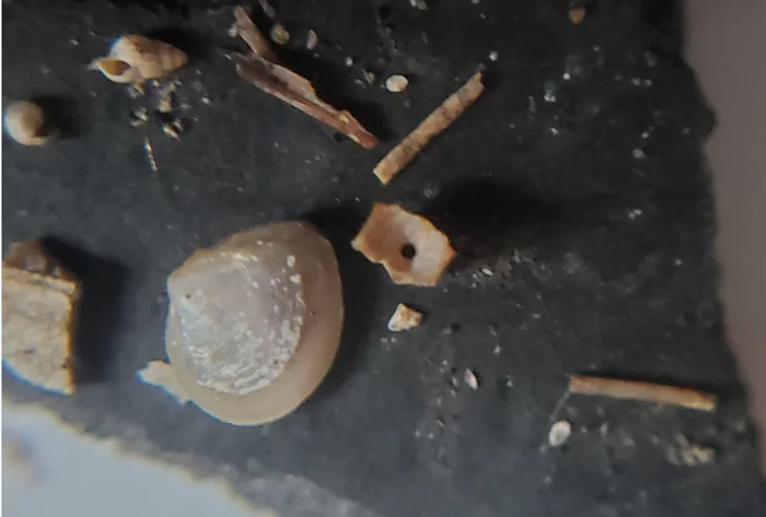 Fossilized bones of a microscopic animal - My, Primorsky Krai, Дальний Восток, Paleontology, Find, Unknown, Vladivostok, Longpost, A wave of posts