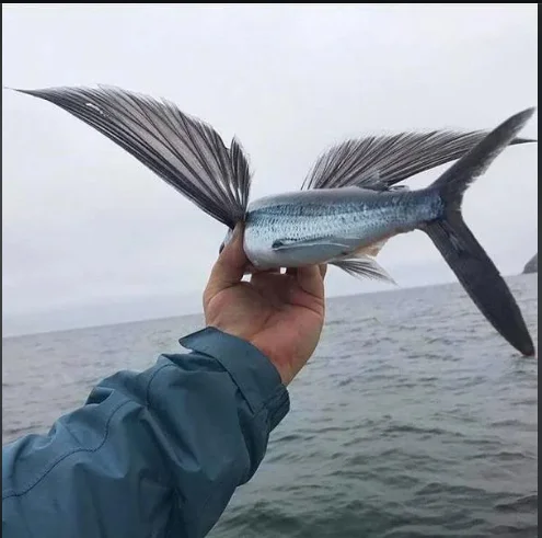 This is what a flying fish looks like up close - The photo, Reddit, Telegram (link), Flying Fish