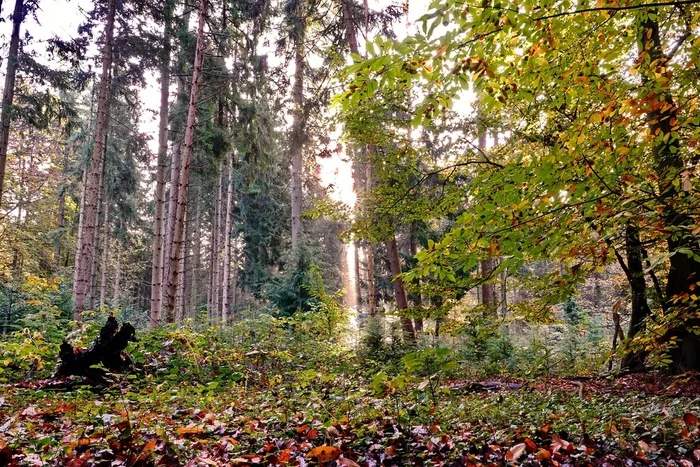 Осенний лес - Моё, Фотография, Природа, Нидерланды (Голландия), Лес, Осень