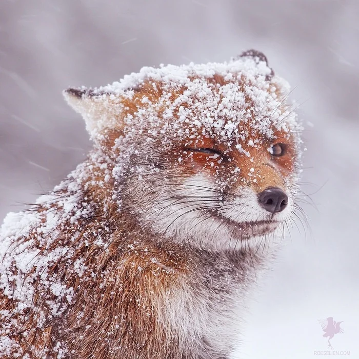 Here comes winter... - The photo, Fox, Animals, In the animal world, Snow, Winter, Longpost