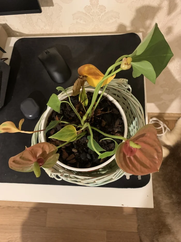 Anthurium is drying up - what to do? - My, No rating, Flowers, Floriculture, Help, Plants, Gardening, Bloom, Houseplants, Question, Ask Peekaboo, Longpost