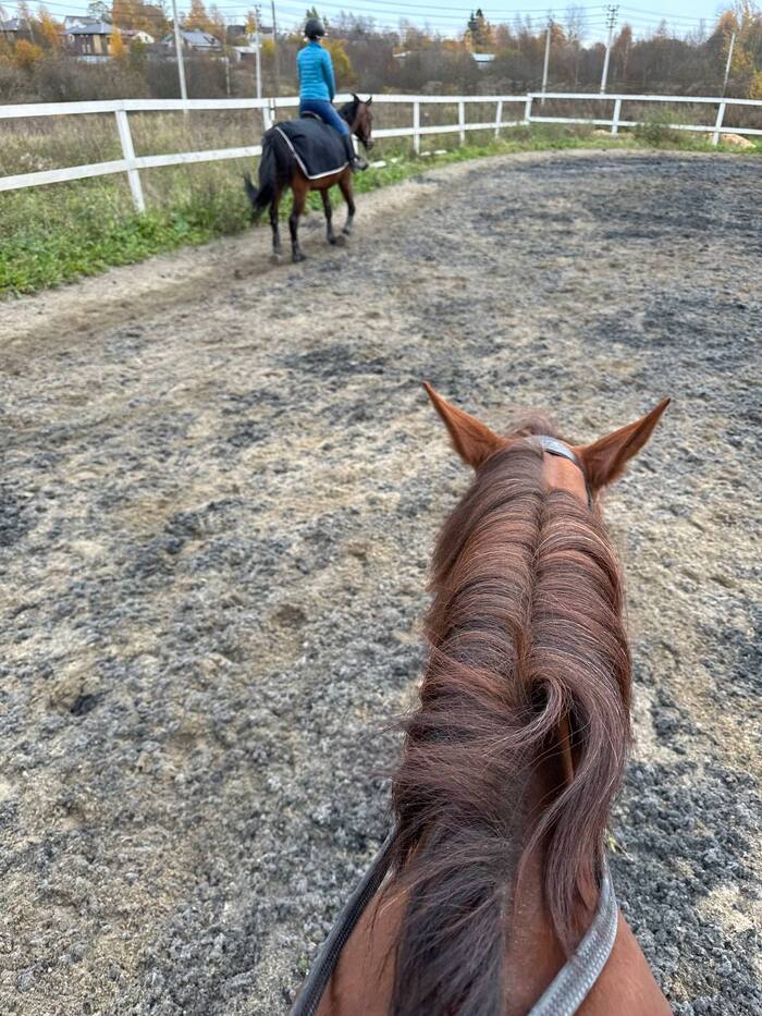 A typical Monday for a horse owner - My, Horses, Pets, Animals, Life stories, Stable, Rider, Horseback riding, Parade ground, Monday, Video, Vertical video, Longpost