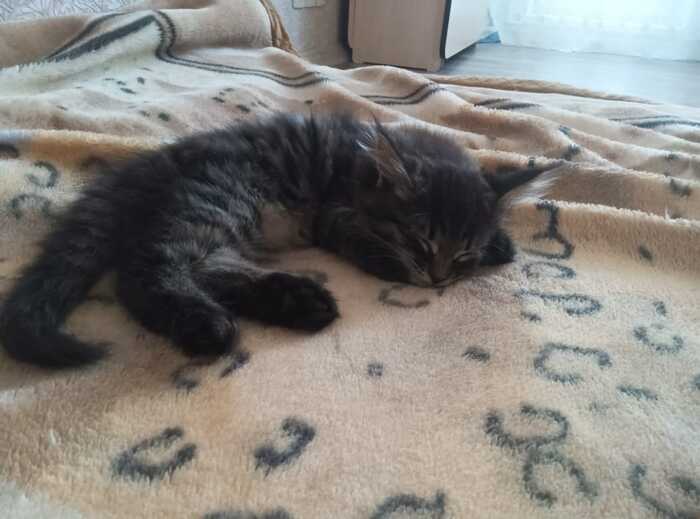 А это маленькая шерстяная Кнопка