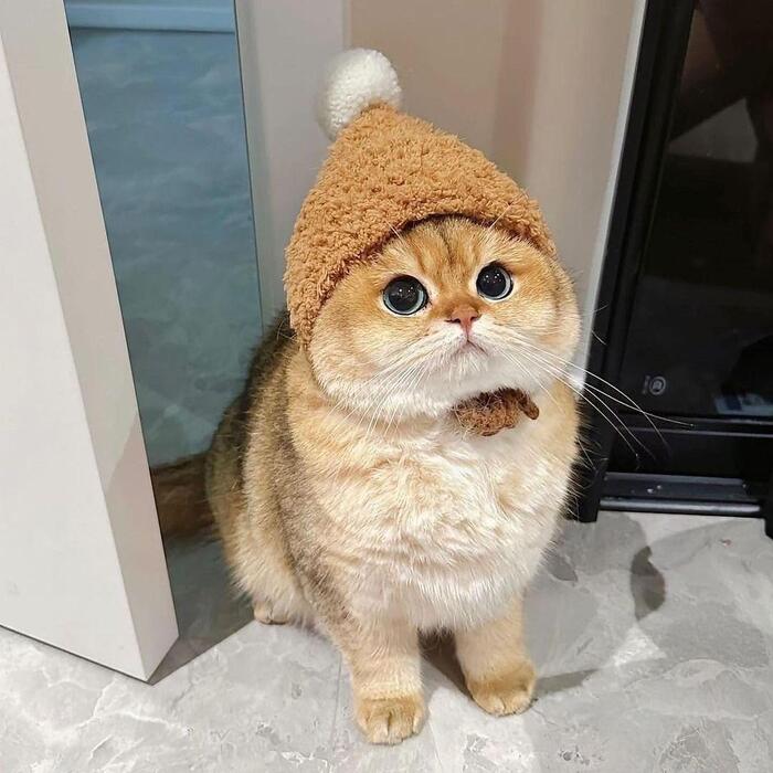 Winter has come... - cat, Cap, Winter, Cold