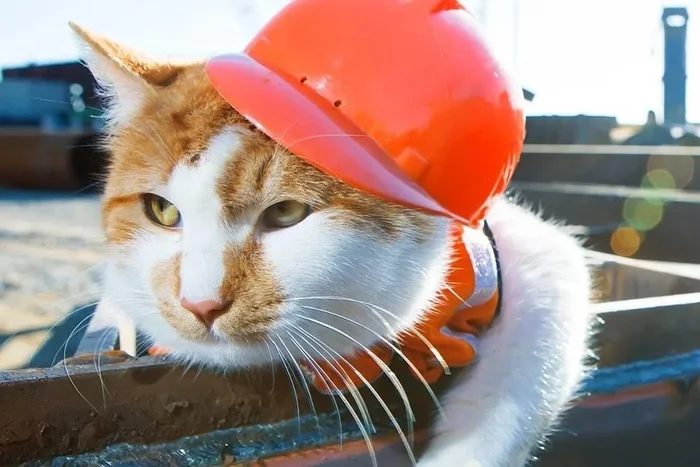 The Crimean Bridge mascot, the cat Mostik, celebrated his ninth birthday - cat, Crimean bridge, Crimea, Pet the cat, Redheads, Video