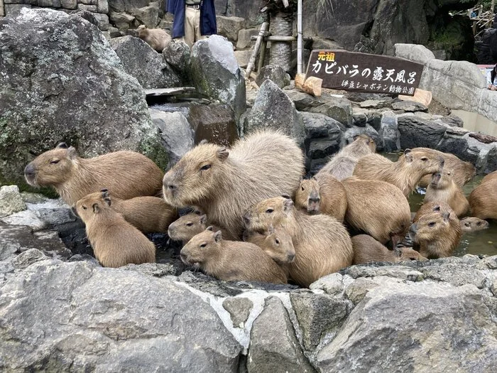 Public bath - Wild animals, Zoo, Capybara, Young, Rodents, Water