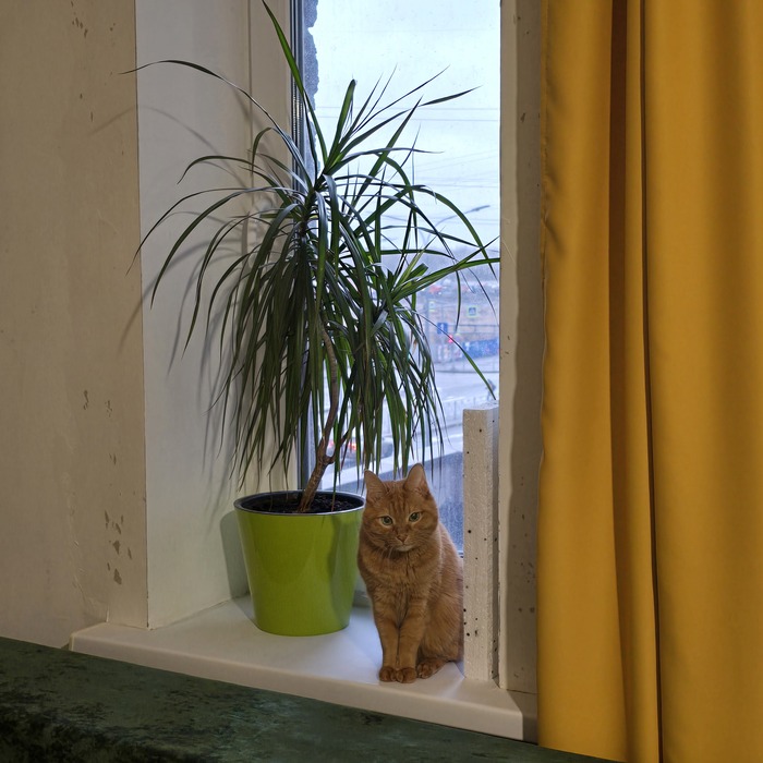 Сидит кошка на окошке