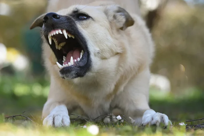 4th case of rabies registered in a month in Astrakhan region - Stray dogs, Rabies, Veterinary, Resolution, Astrakhan Region, Astrakhan, Negative, news, Quarantine