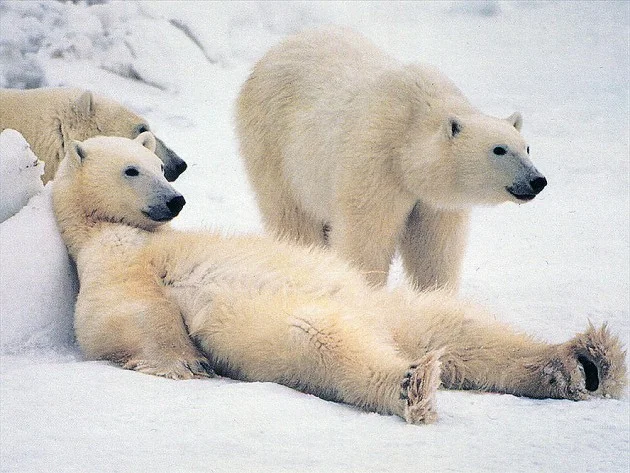 Polar bears and cold - My, The science, Scientists, Research, The Bears, Polar bear, freezing, Cold, Winter, Belgium, Morocco