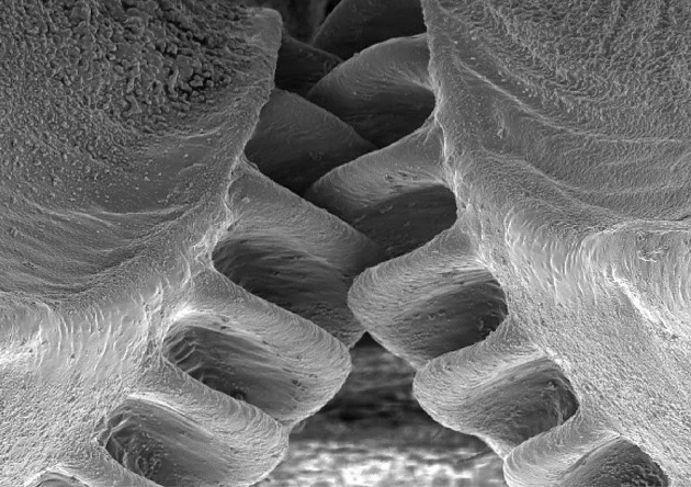 Functioning gears in nature in insects and animals - My, The science, Scientists, Research, Cogwheels, Nature, Insects, Animals, Biology, Longpost