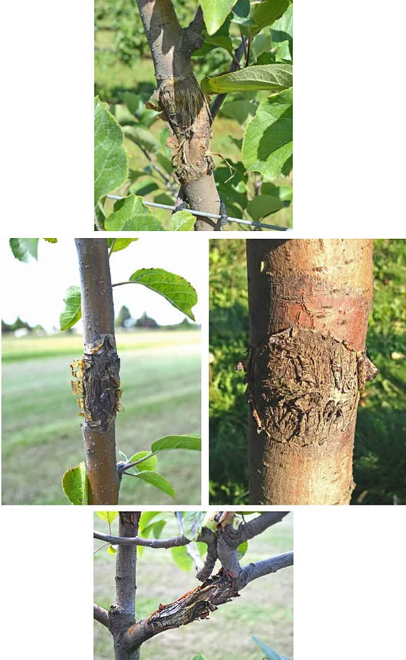 Anthracnose of apple - Plants, Gardening, Garden, Tree, Apple tree, Plant diseases, Dacha