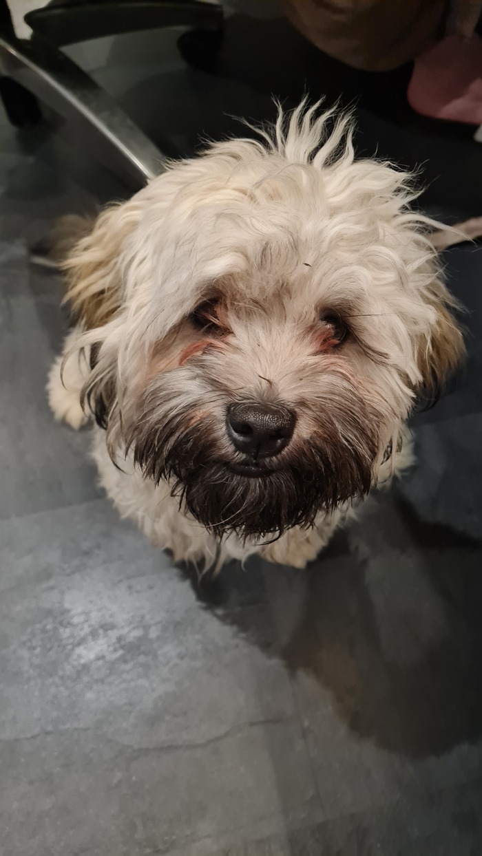 Всем привет!! Я Монти...