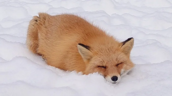 On soft snow - The photo, Fox, Animals, In the animal world, Snow, Winter