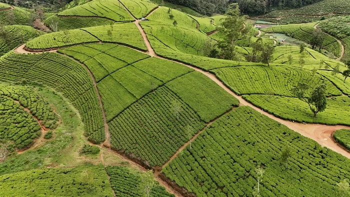 Tea - My, Travels, The photo, Dji, Sri Lanka, Plantation, Tea, Pedro, Aerial photography, Quadcopter, Hard work