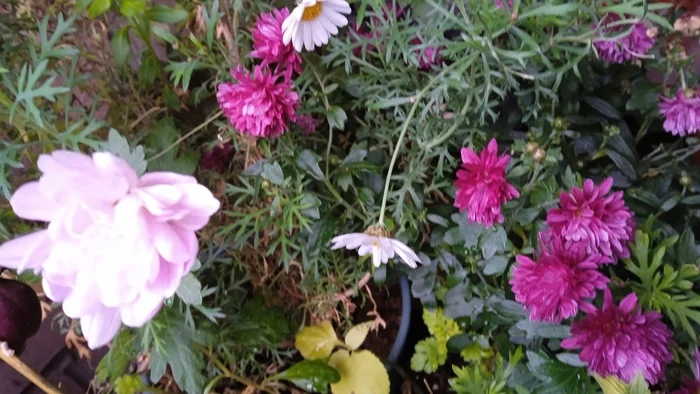 Chrysanthemums bloom in Saint Petersburg in December. (on a glassed-in balcony) - My, Chrysanthemums, Houseplants, Balcony, Longpost